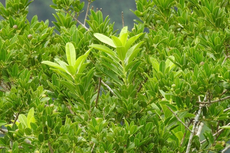 Euphorbia lundelliana photo 5