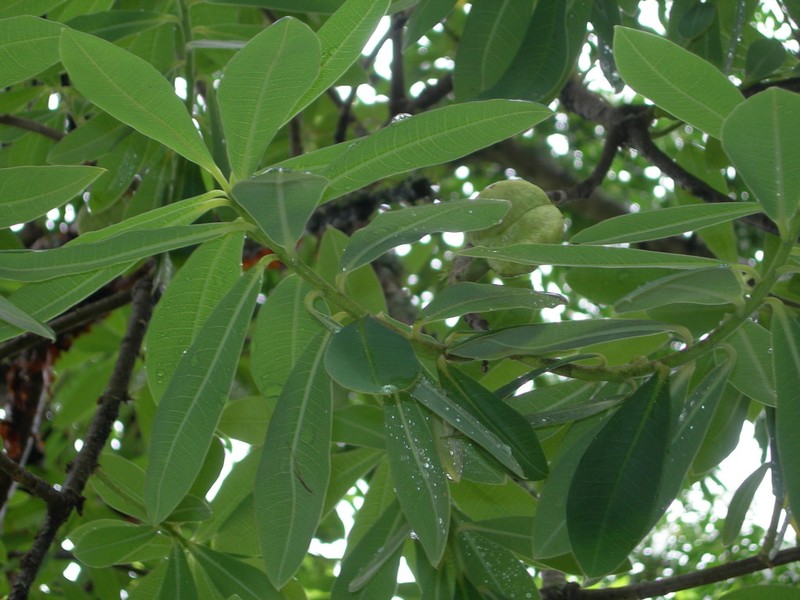 Euphorbia lundelliana photo 6