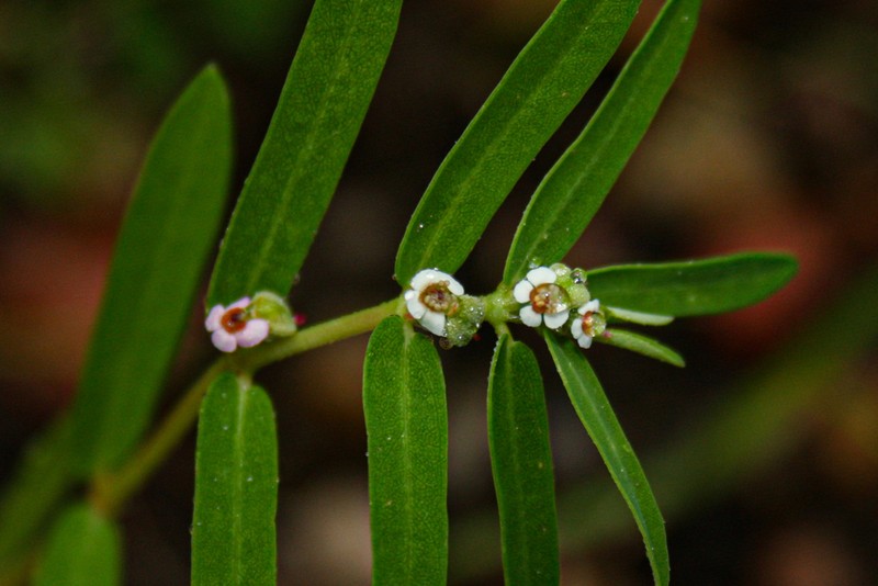 Euphorbia lupatensis photo 2