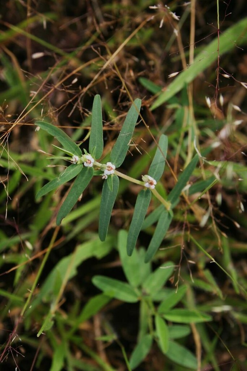 Euphorbia lupatensis photo 3