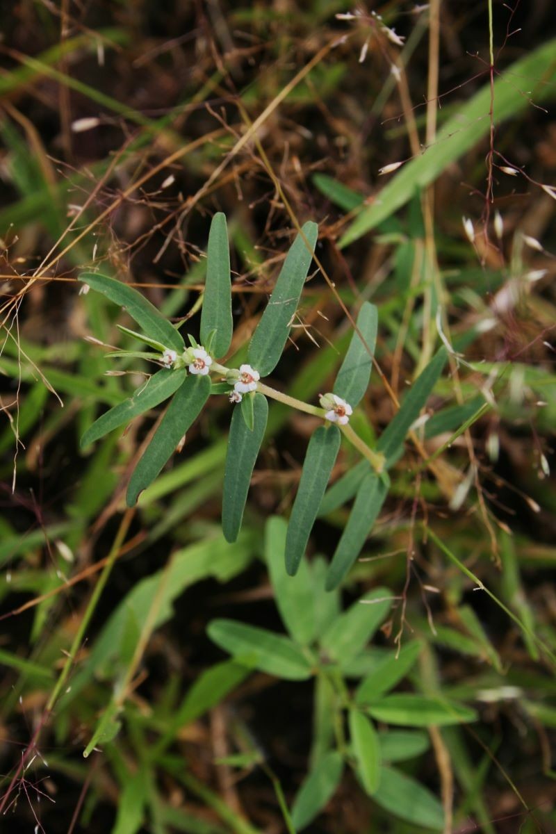 Euphorbia lupatensis photo 4