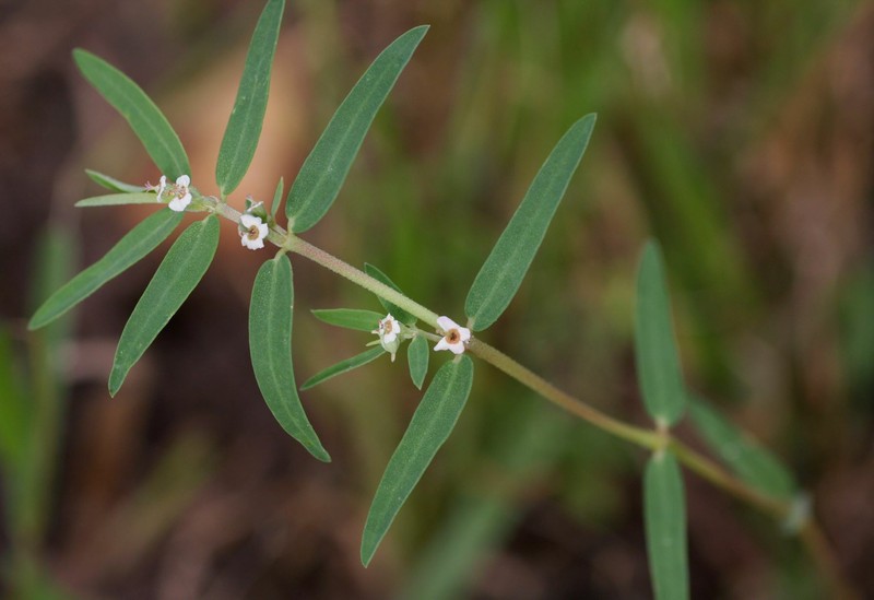 Euphorbia lupatensis photo 5