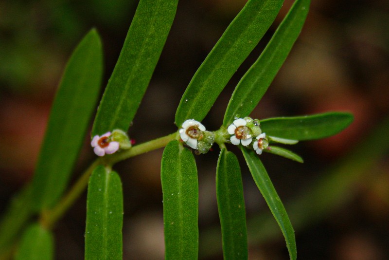 Euphorbia lupatensis photo 6