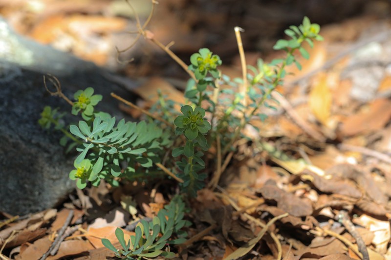 Woodland Spurge