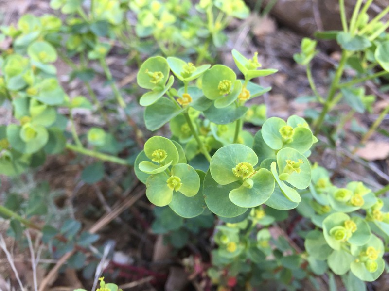 Woodland Spurge photo 2