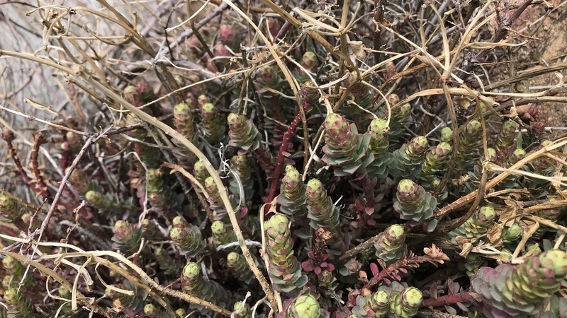 Woodland Spurge photo 3