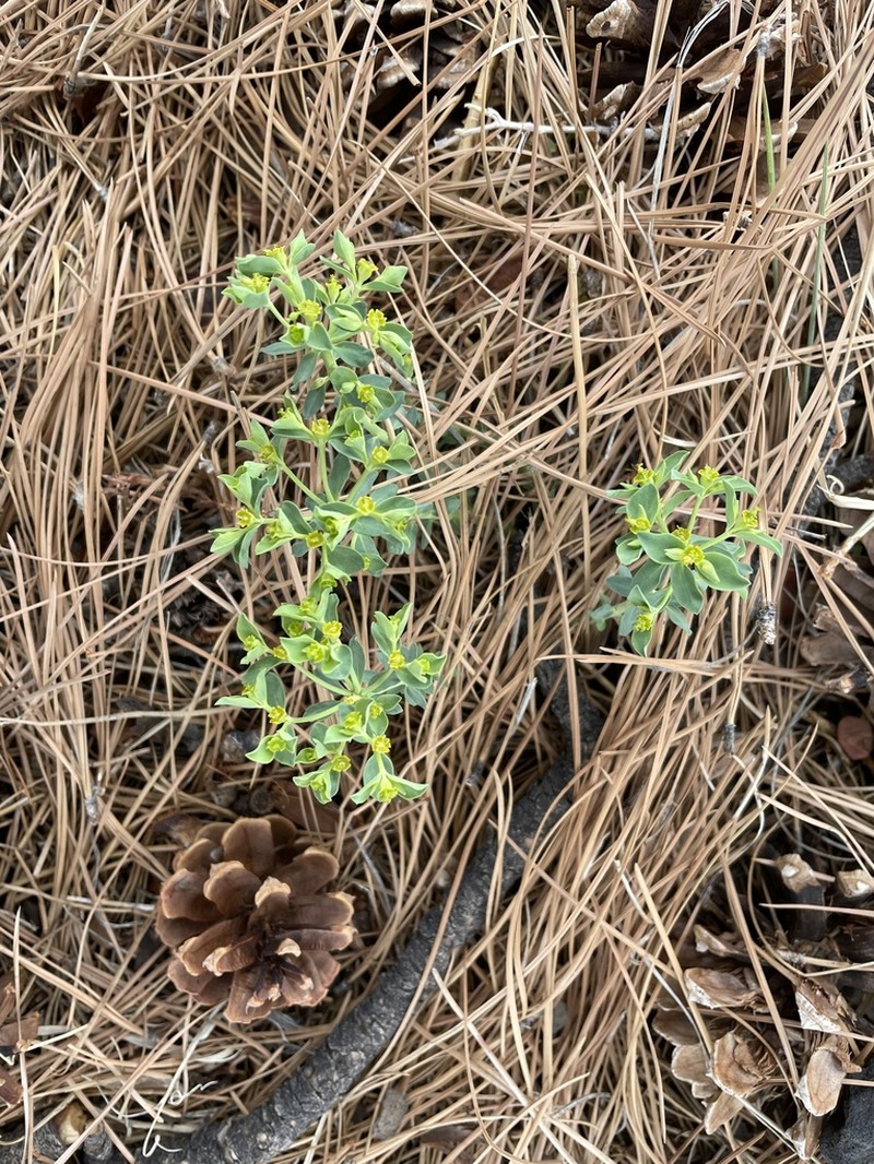 Woodland Spurge photo 4