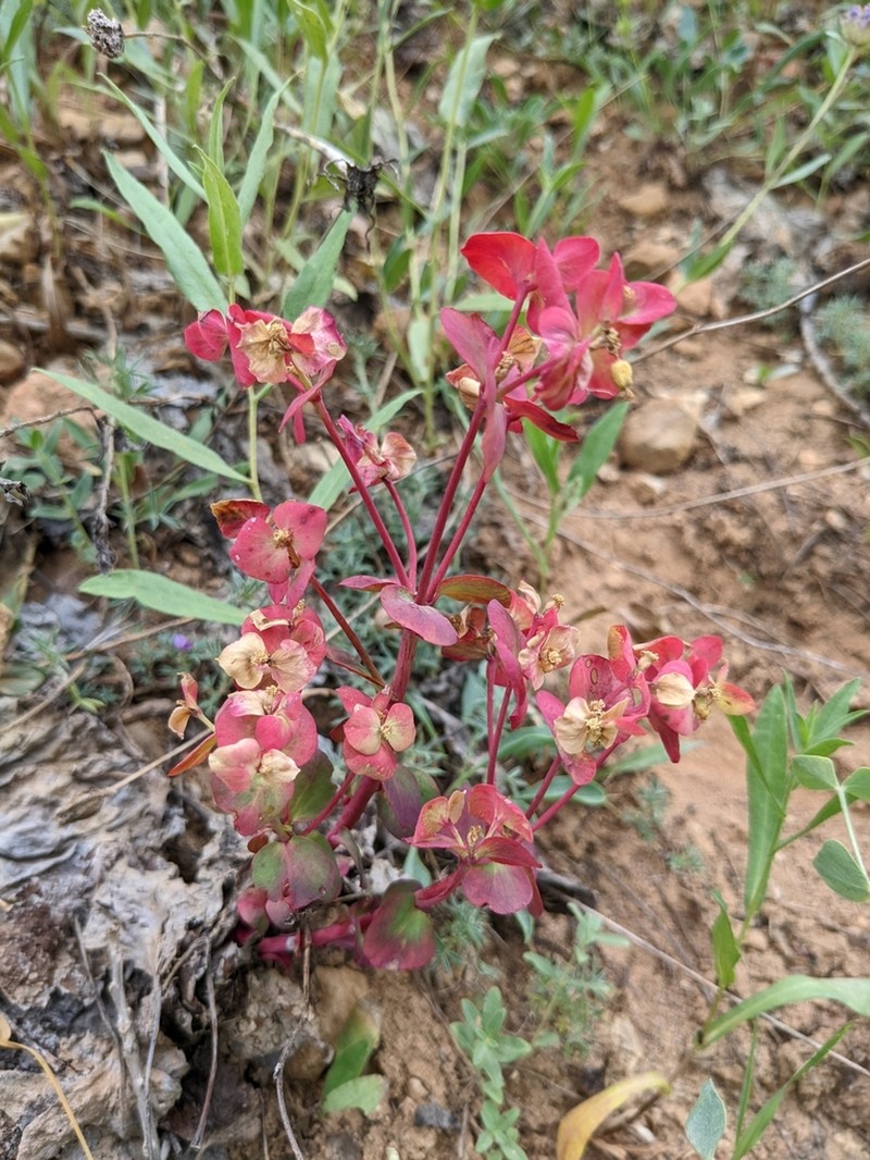Woodland Spurge photo 5