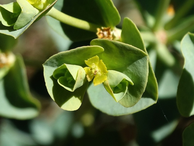 Woodland Spurge photo 6