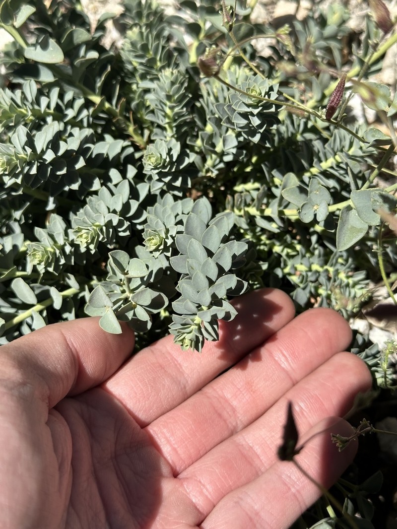 Woodland Spurge photo 7