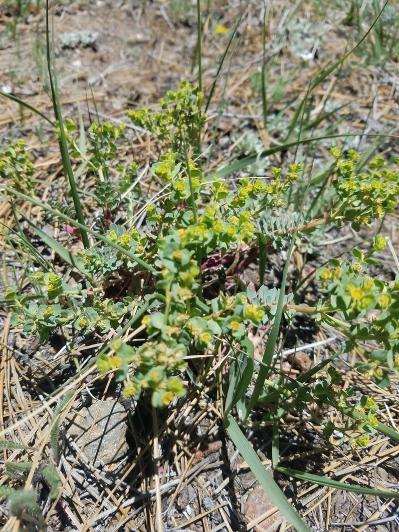 Woodland Spurge photo 8