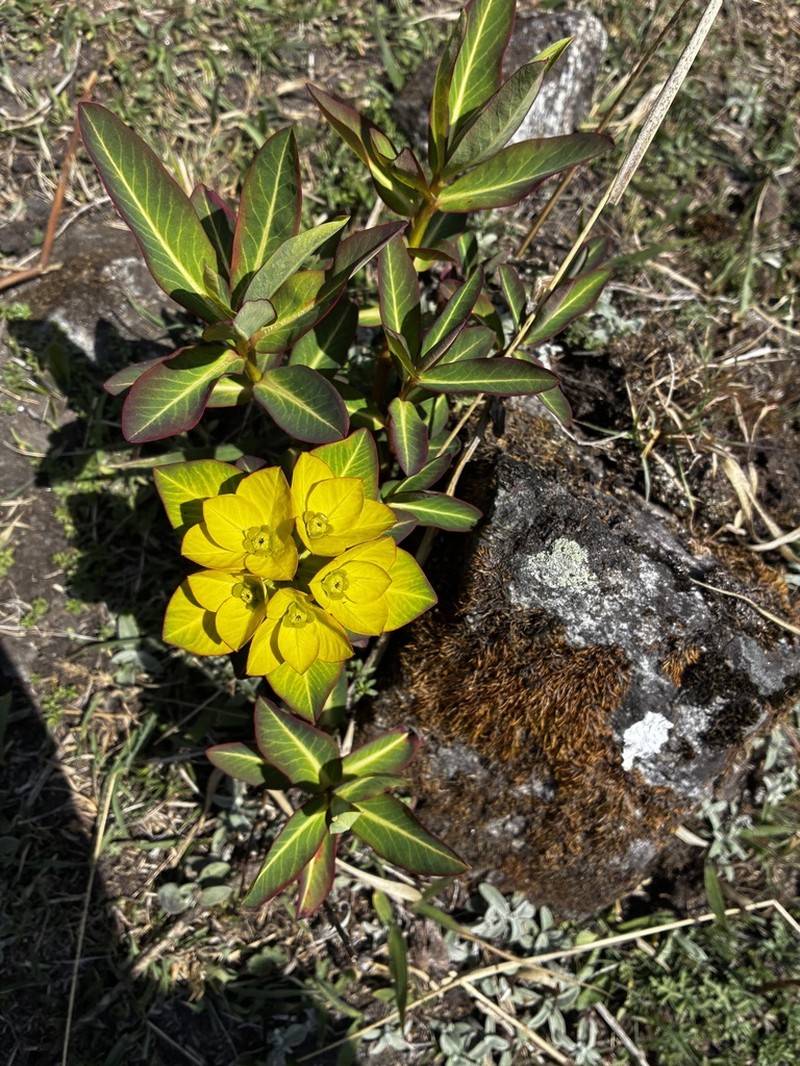 Euphorbia luteoviridis photo 2