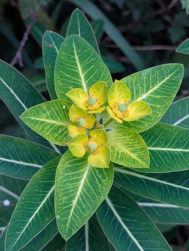 Euphorbia luteoviridis photo 3