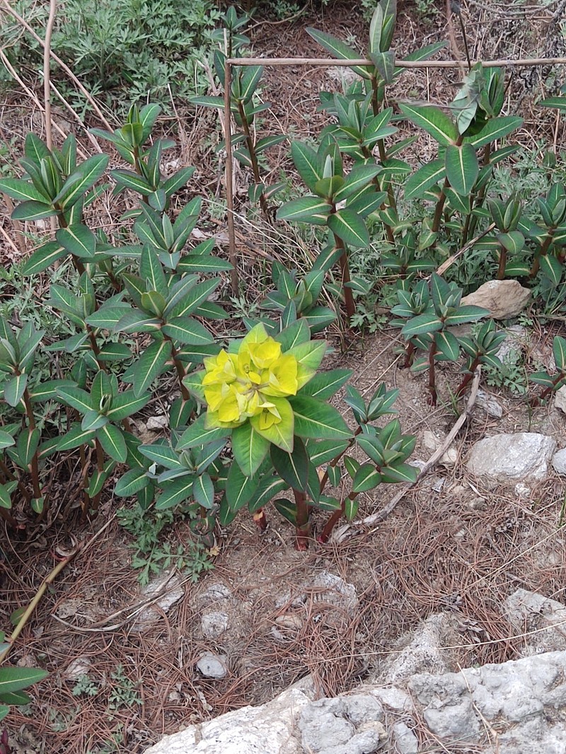 Euphorbia luteoviridis photo 4