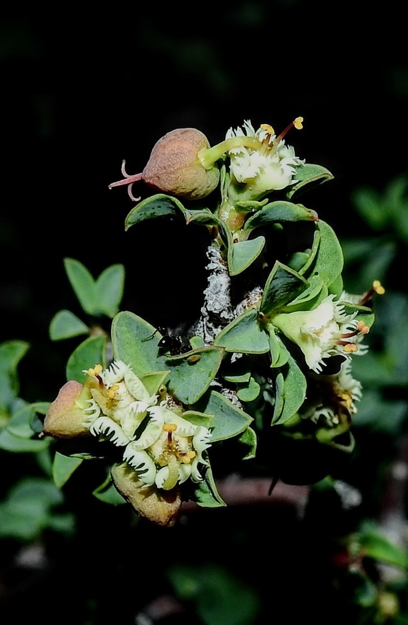 Euphorbia lycioides
