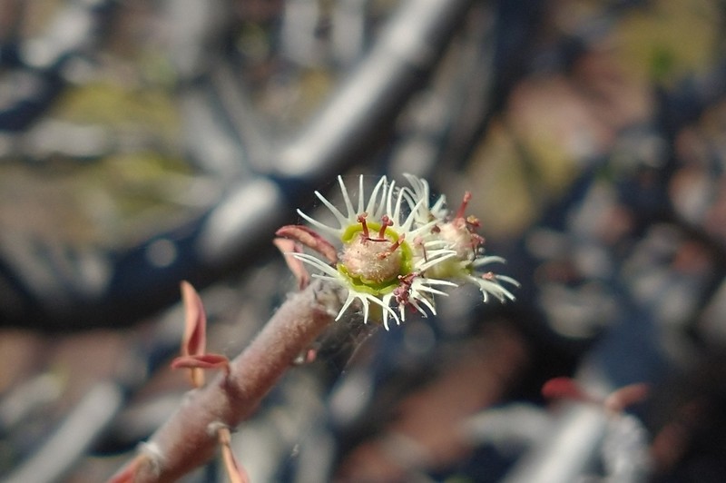 Euphorbia lycioides photo 2