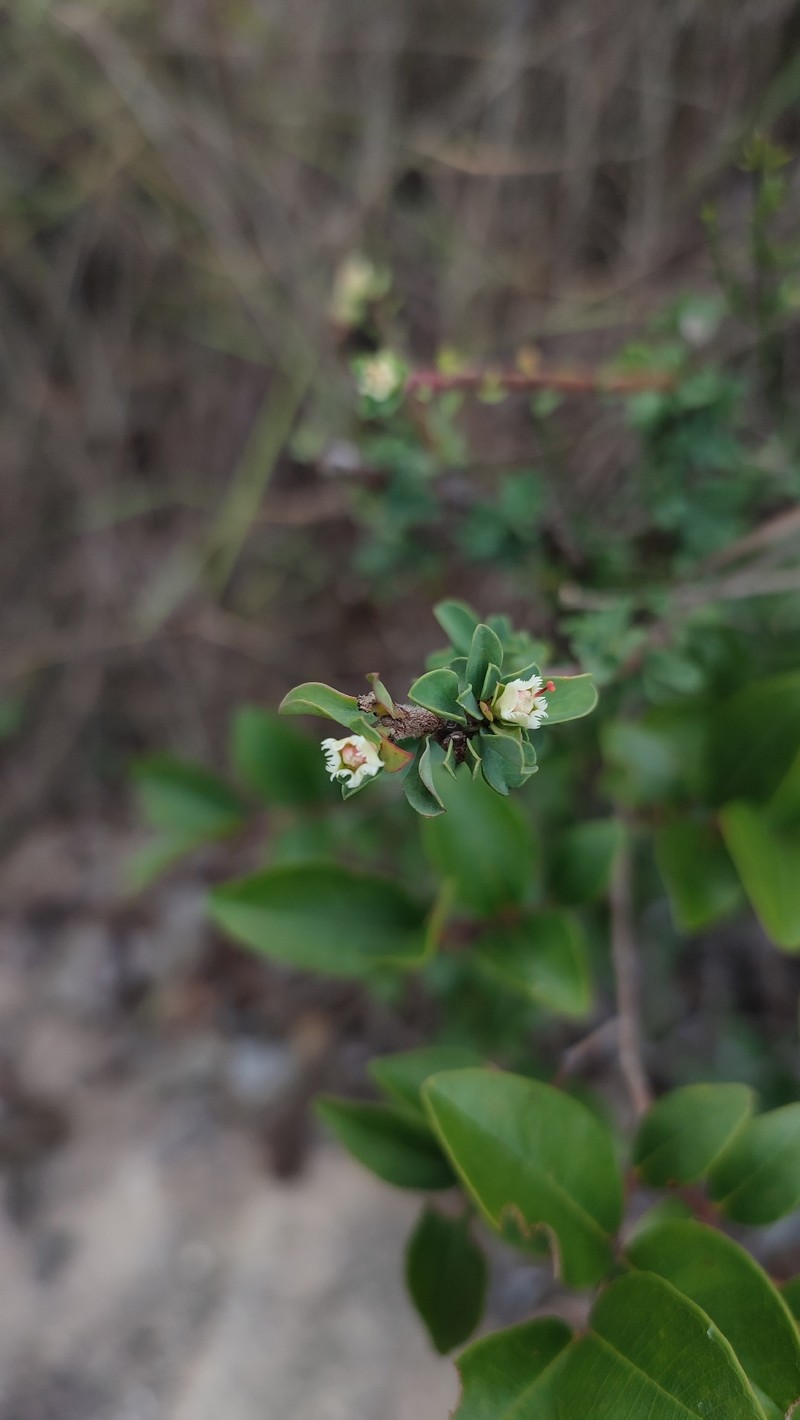 Euphorbia lycioides photo 4