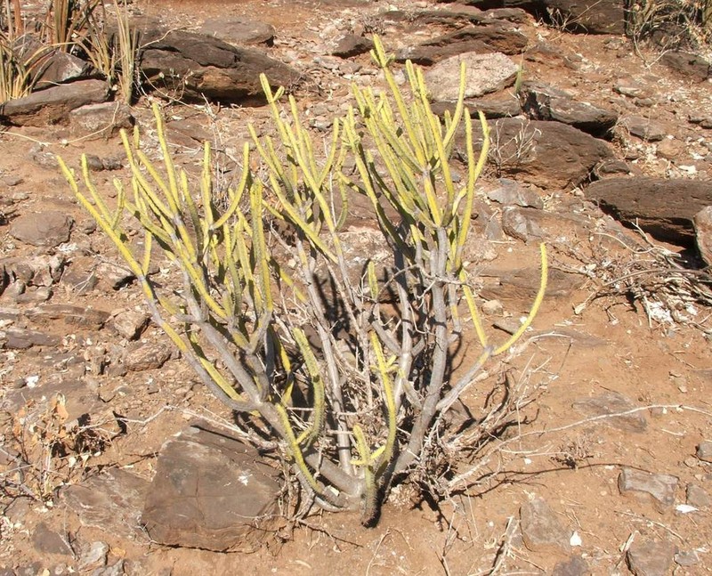 Euphorbia lydenburgensis