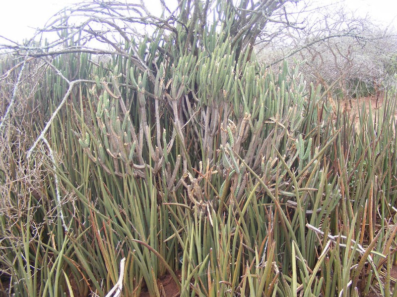 Euphorbia lydenburgensis photo 2
