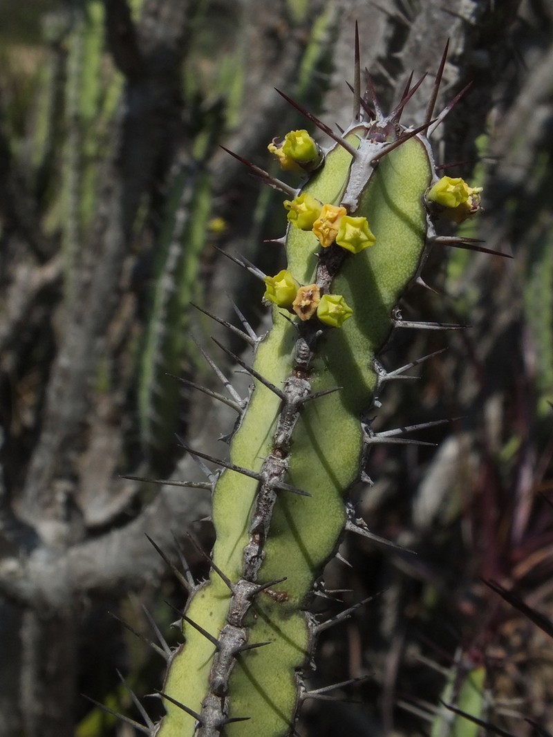 Euphorbia lydenburgensis photo 3