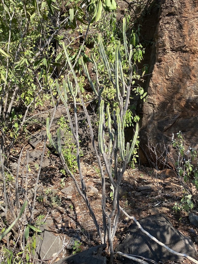 Euphorbia lydenburgensis photo 4