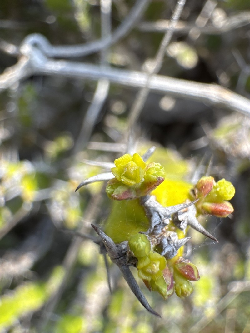 Euphorbia lydenburgensis photo 6