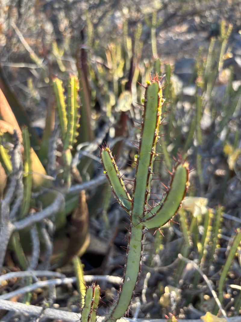 Euphorbia lydenburgensis photo 7