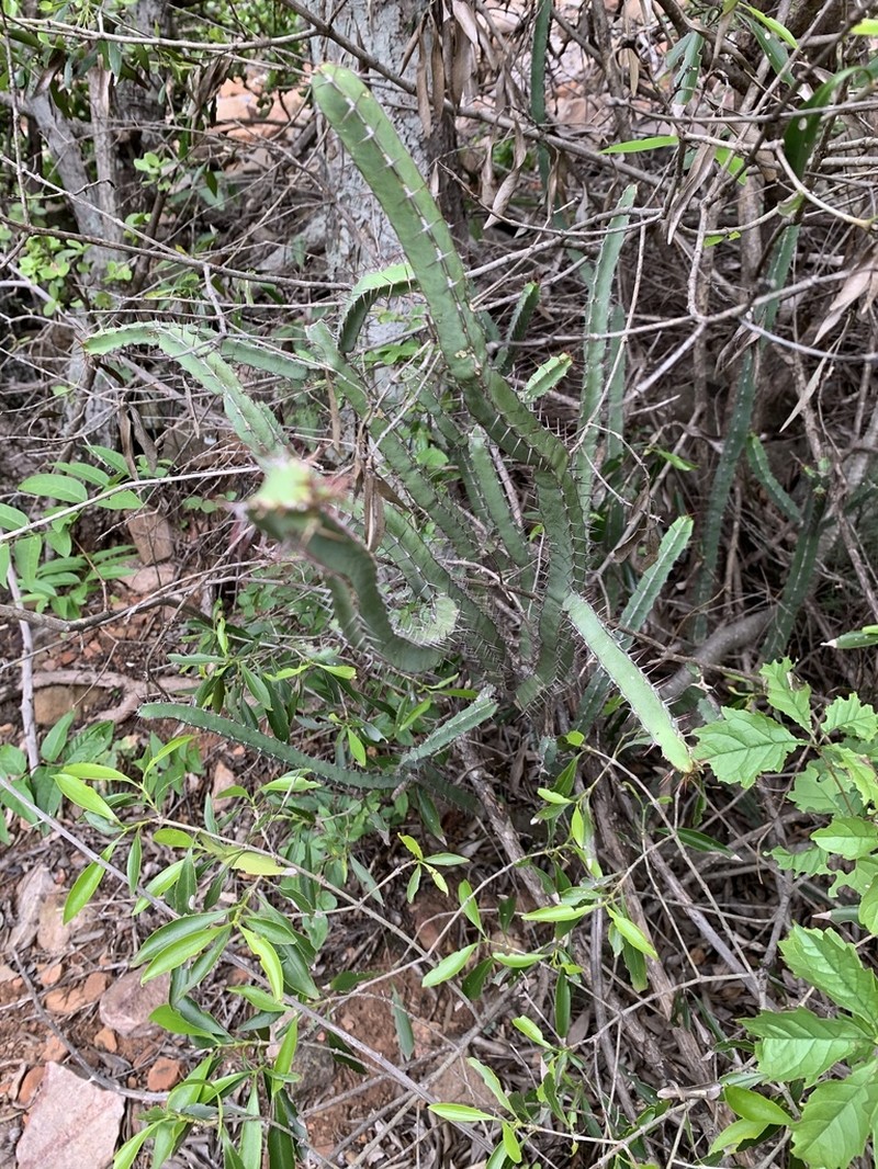 Euphorbia lydenburgensis photo 8