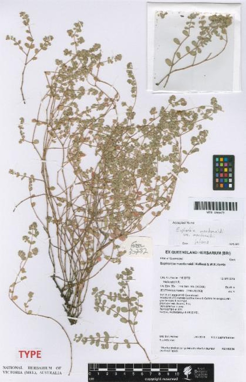 Euphorbia macdonaldii var. macdonaldii