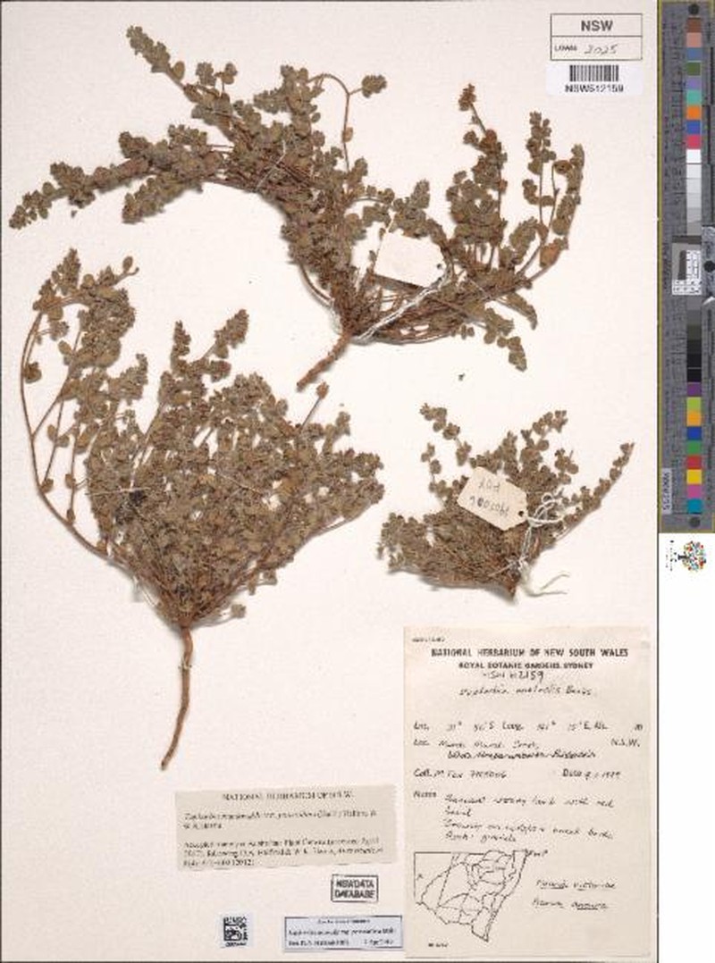 Euphorbia macdonaldii var. potentillina