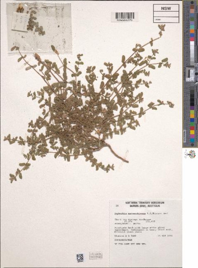 Euphorbia maconochieana
