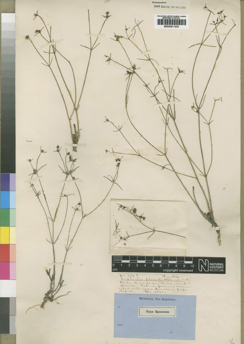 Euphorbia macra photo 2