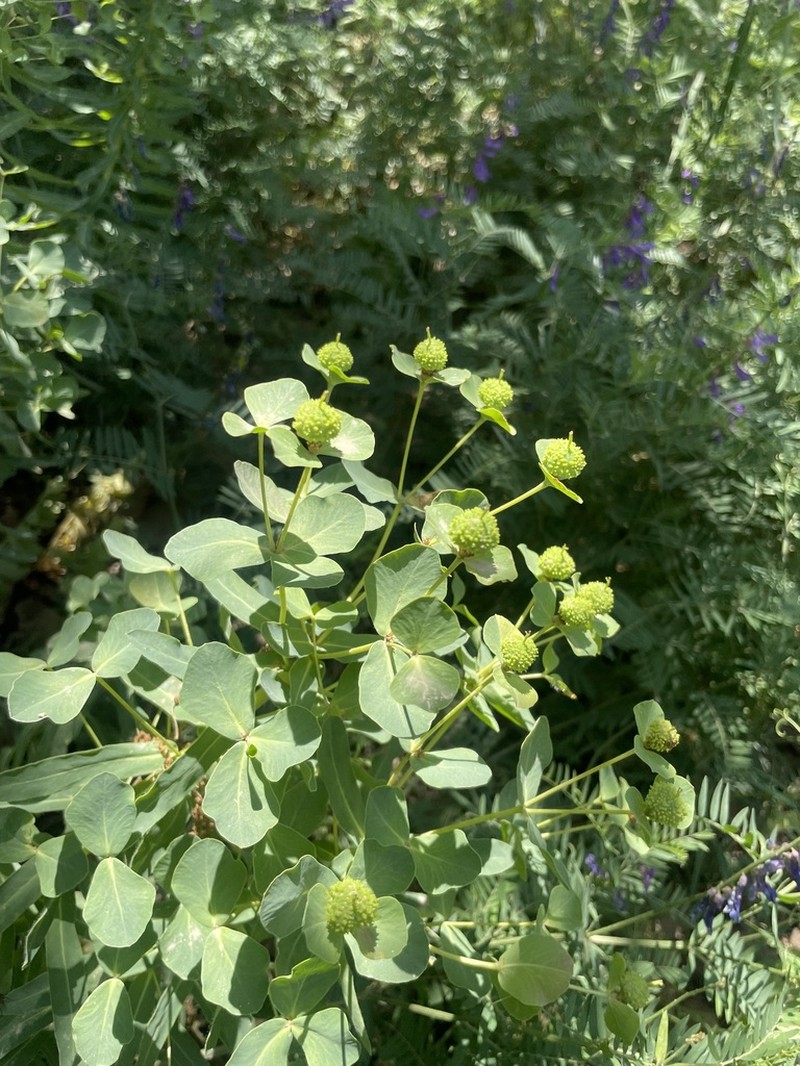 Euphorbia macrocarpa