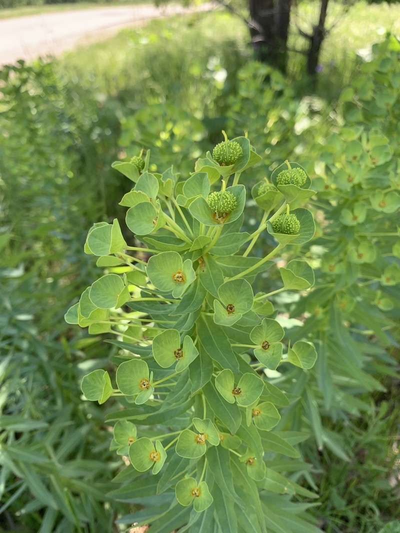 Euphorbia macrocarpa photo 2