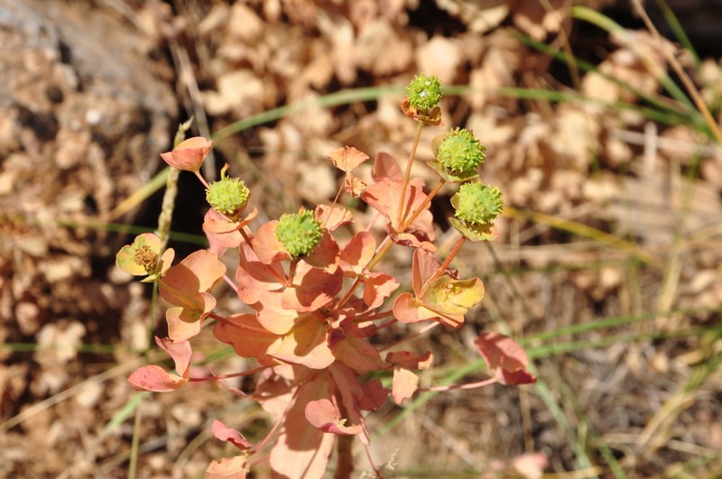 Euphorbia macrocarpa photo 4