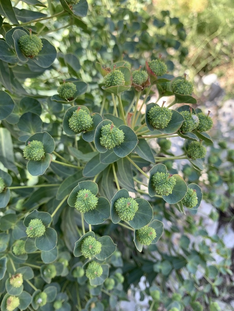 Euphorbia macrocarpa photo 5