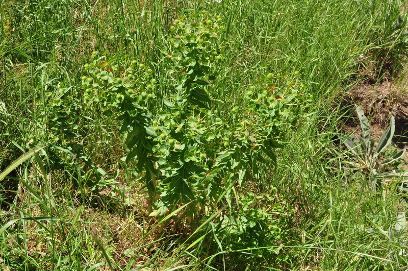 Euphorbia macrocarpa photo 6