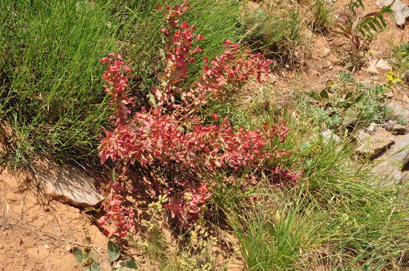 Euphorbia macrocarpa photo 7