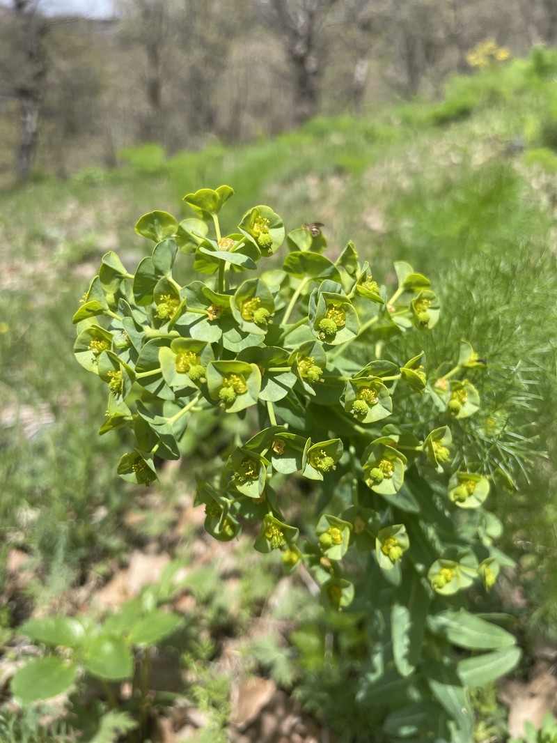 Euphorbia macrocarpa photo 8