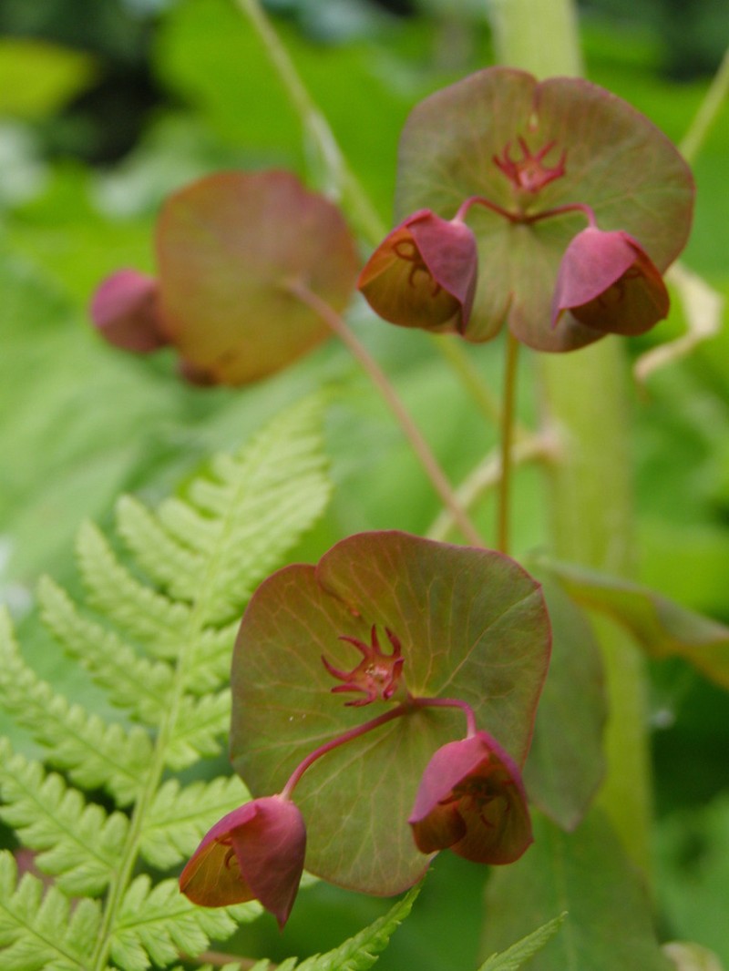 Euphorbia macroceras