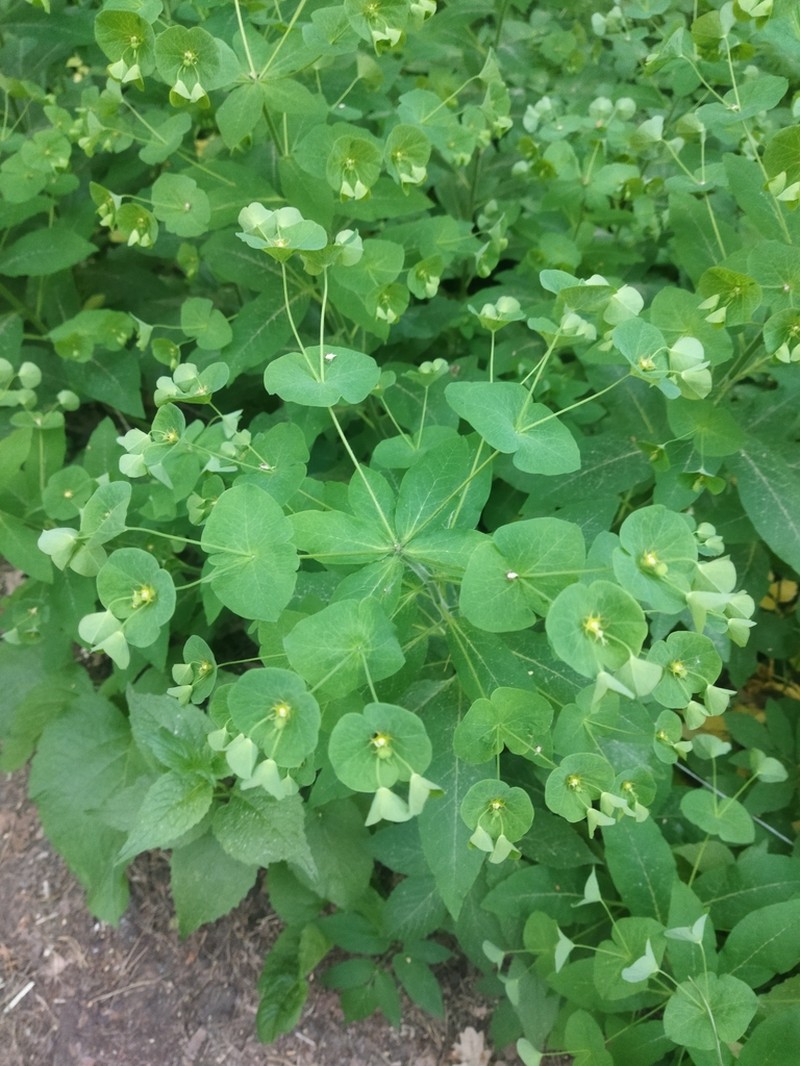 Euphorbia macroceras photo 3