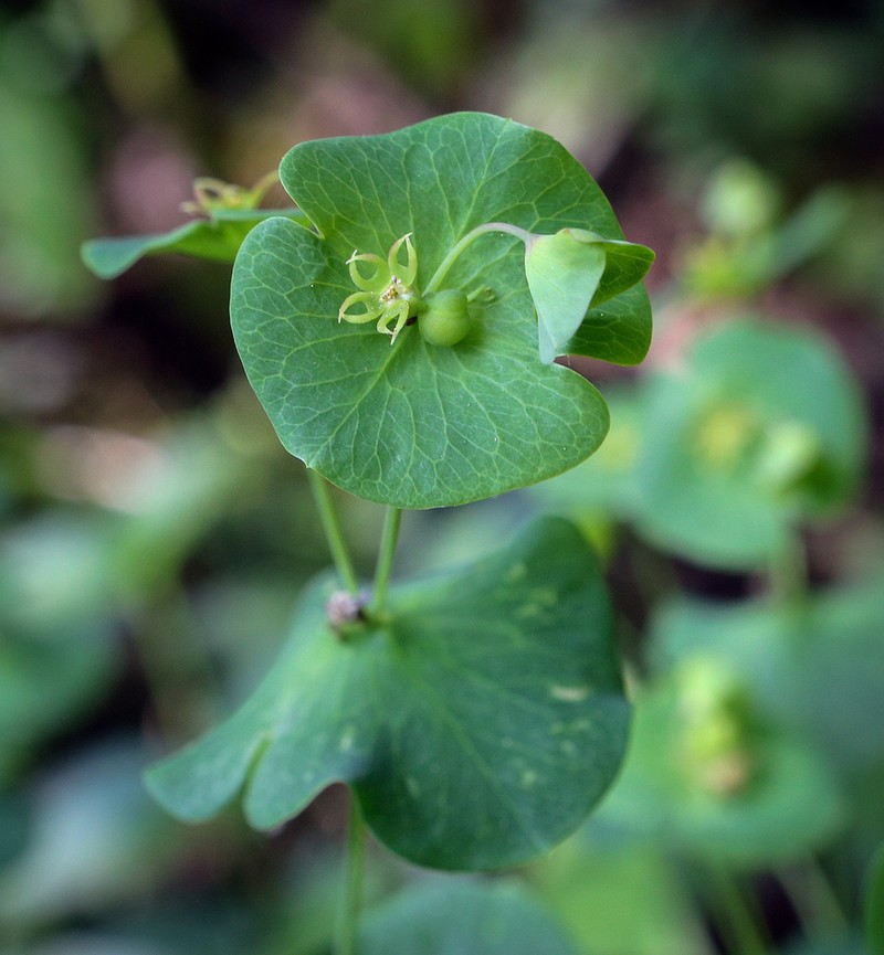 Euphorbia macroceras photo 4