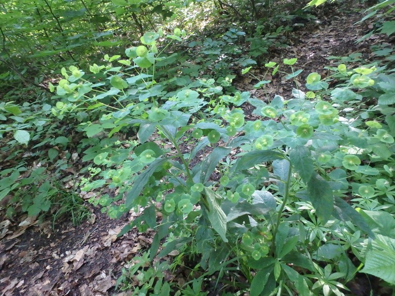 Euphorbia macroceras photo 5
