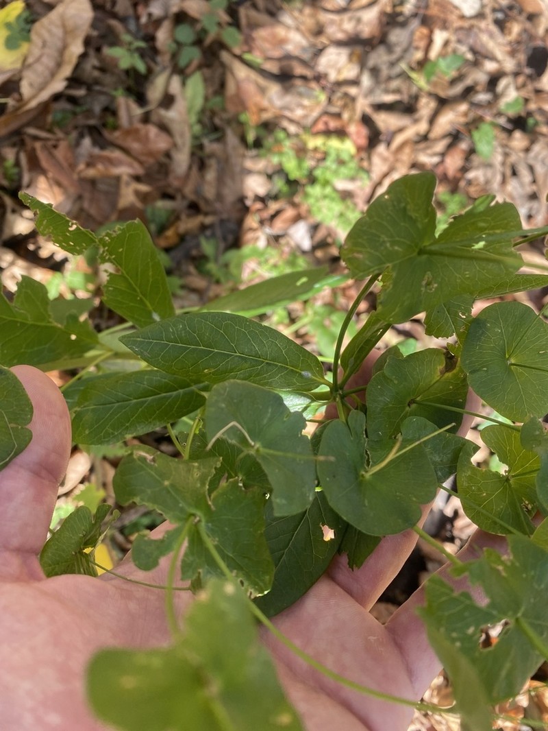Euphorbia macroceras photo 6