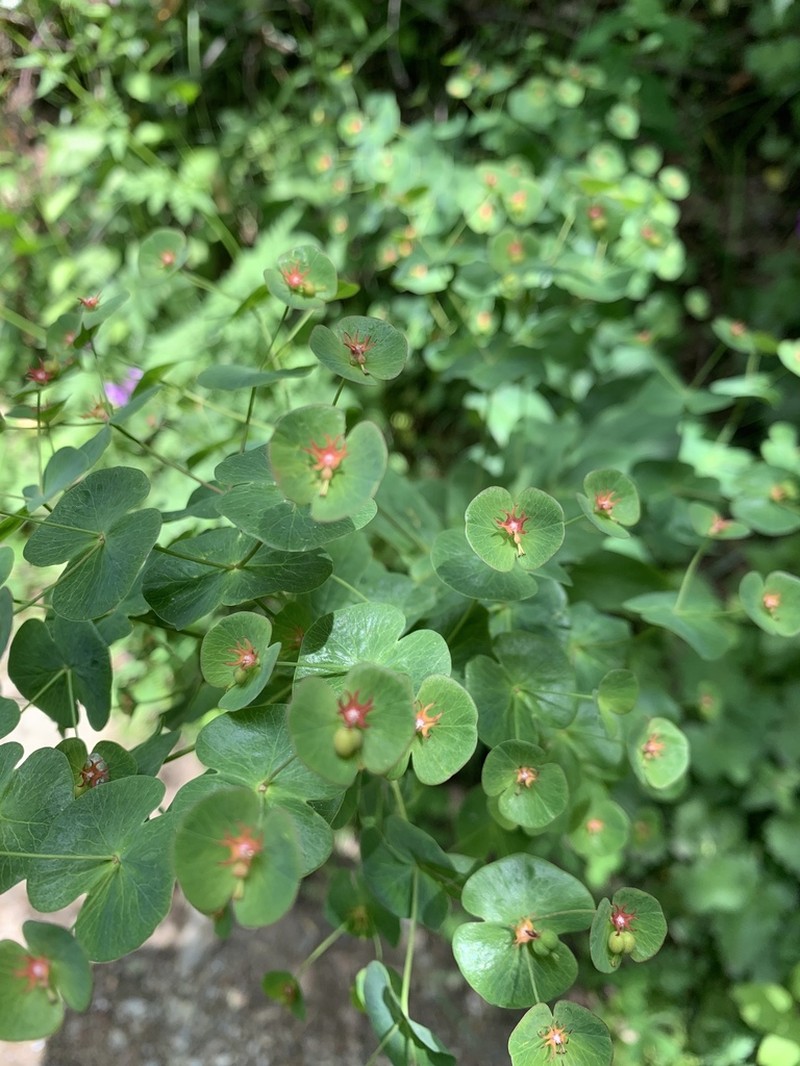 Euphorbia macroceras photo 7
