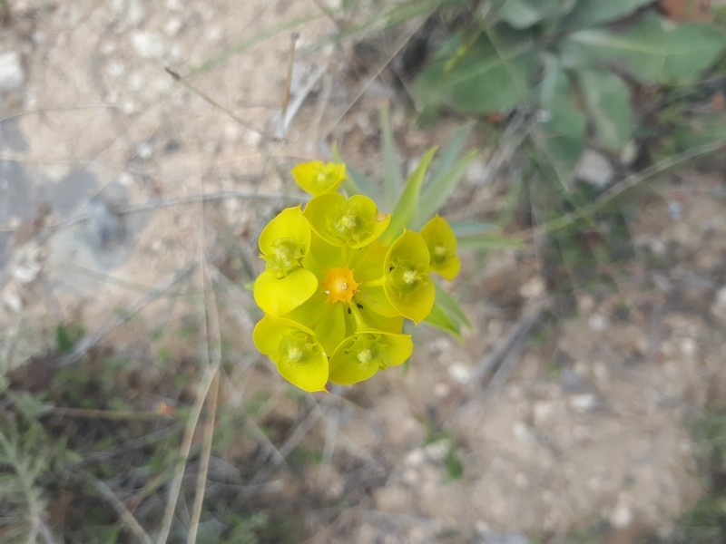 Euphorbia macroclada