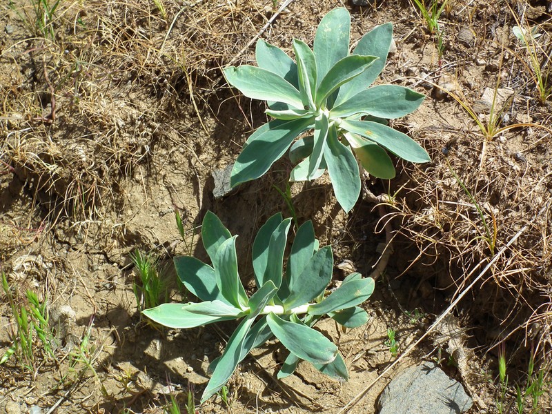 Euphorbia macroclada photo 2
