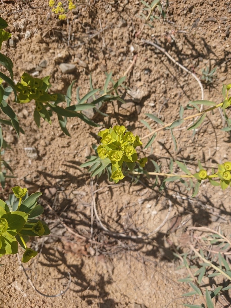 Euphorbia macroclada photo 3