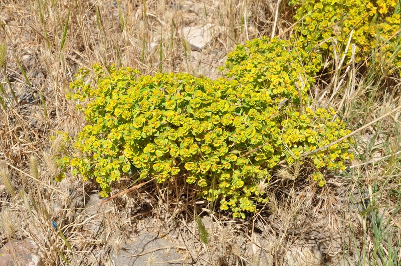 Euphorbia macroclada photo 4