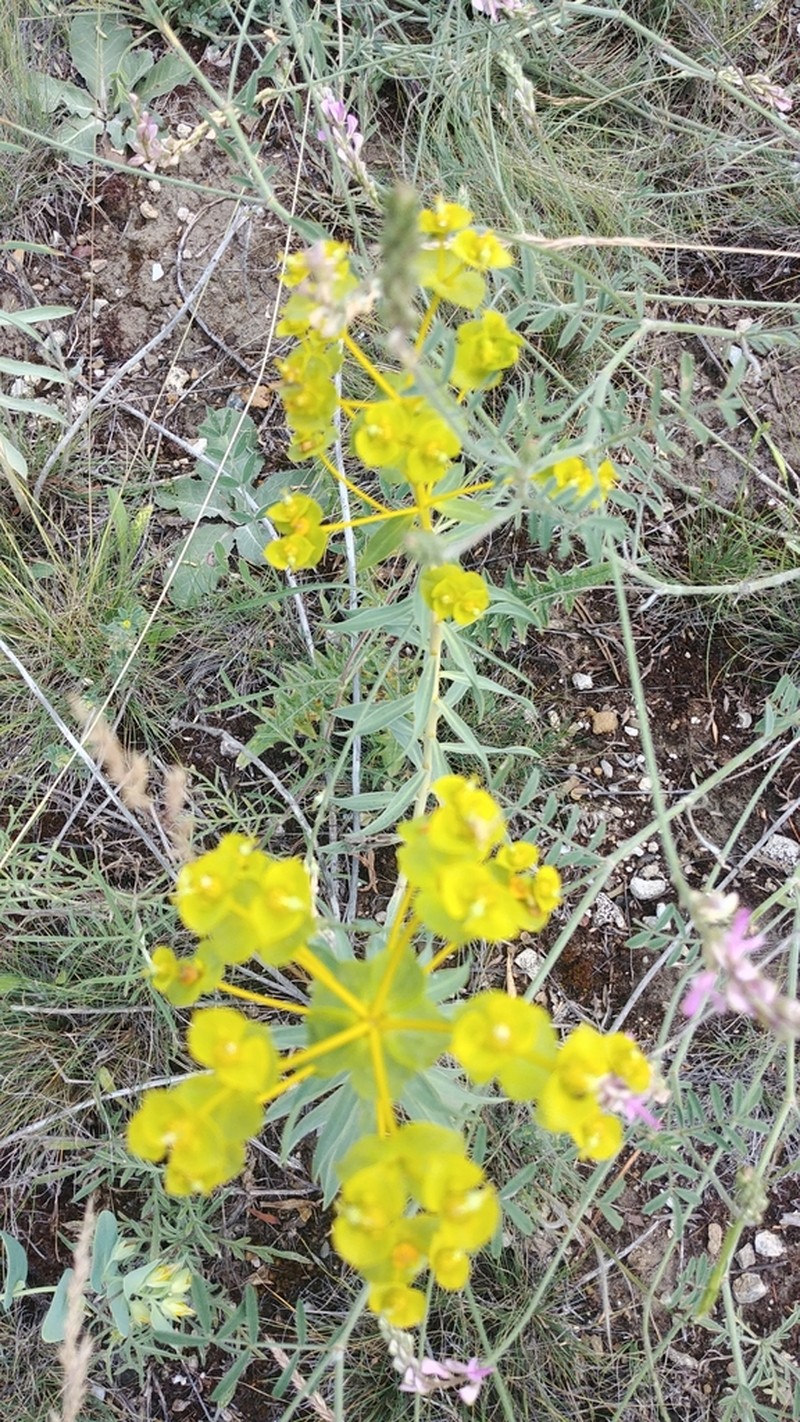 Euphorbia macroclada photo 5